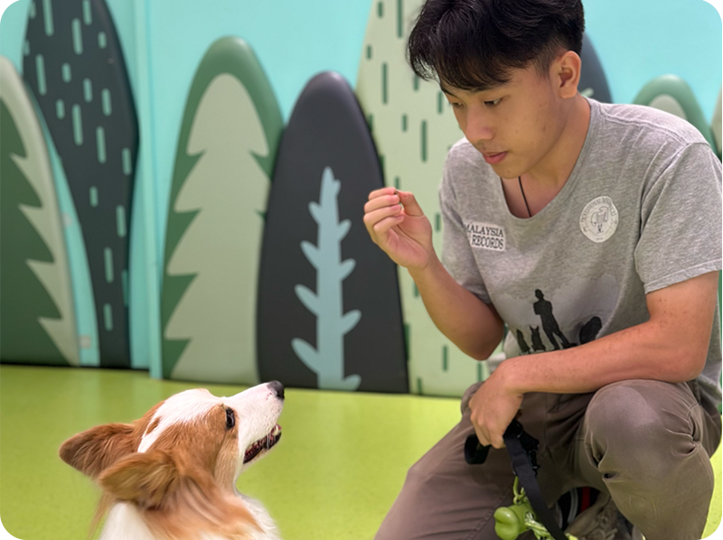 dog training