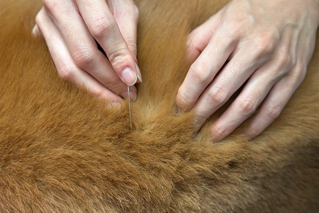 Dog Acupuncture 10