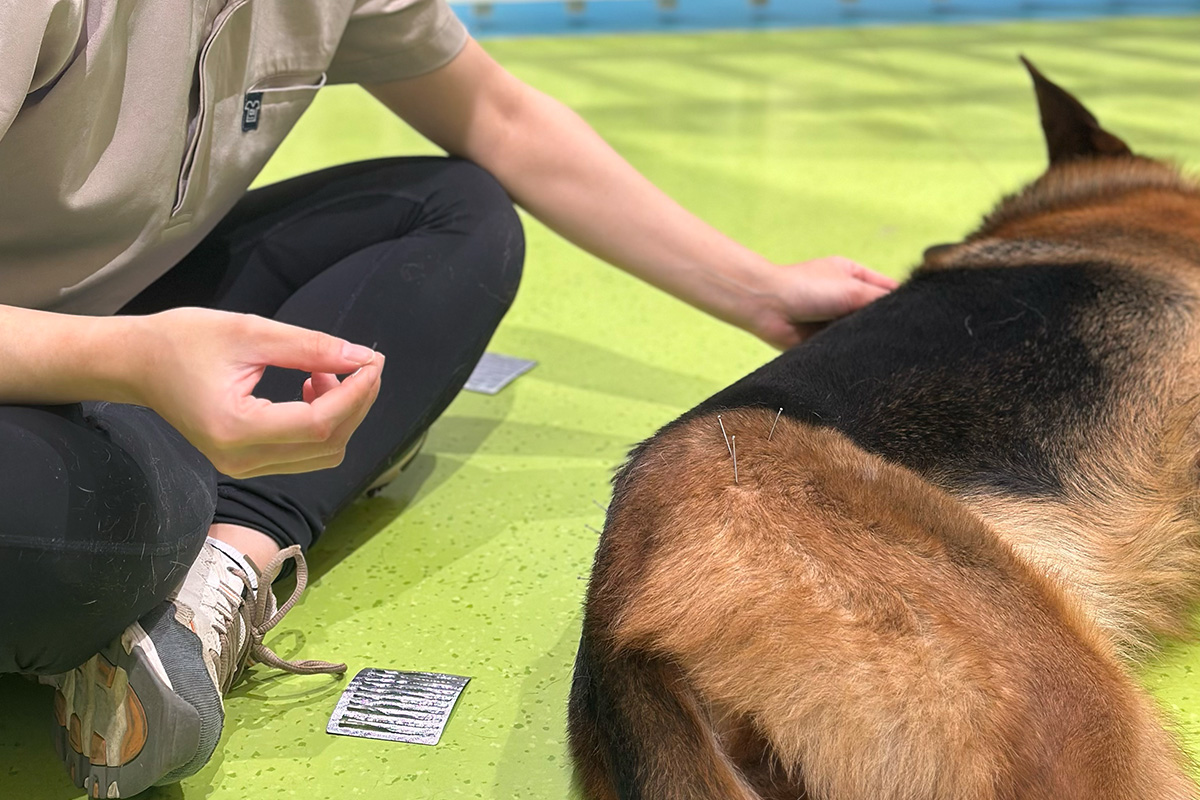 Dog Acupuncture 6