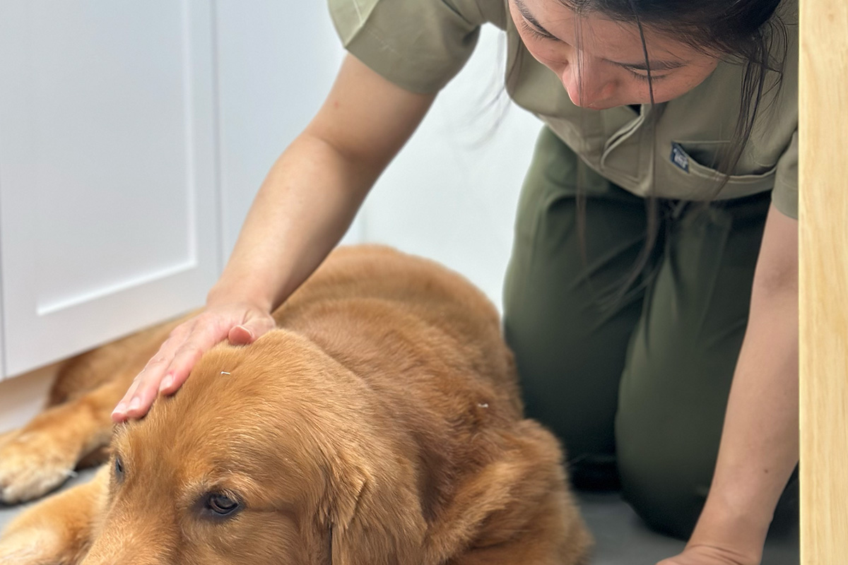 Dog Acupuncture 9