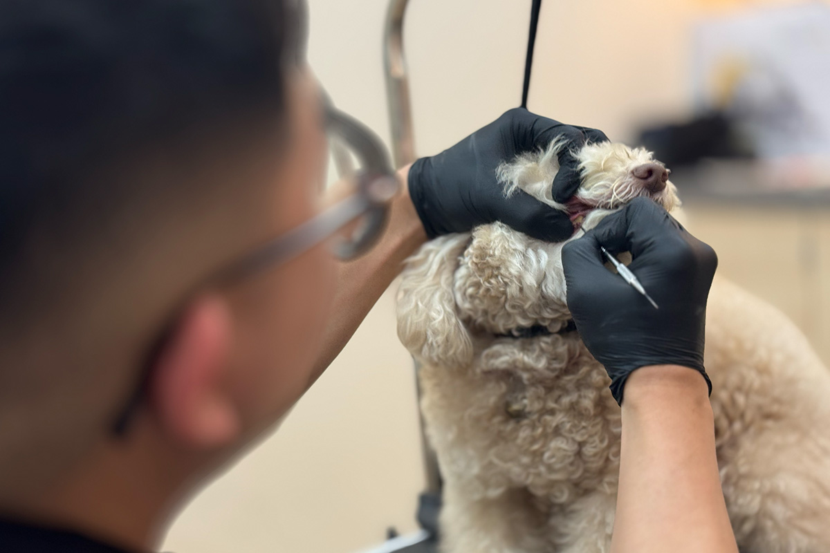 Dog Dental Scaling 2