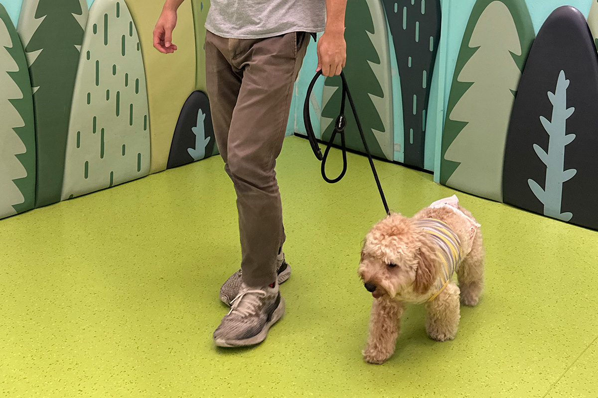 Dog Training Class 4