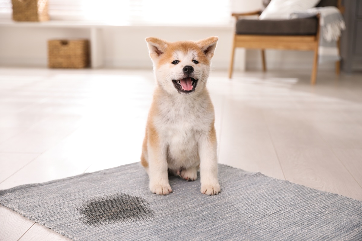 Adorable akita inu puppy near puddle on rug at home