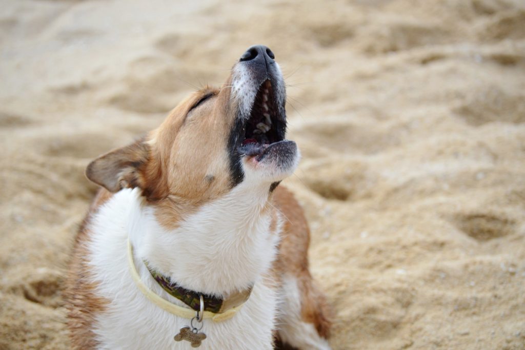 How To Control Dog Barking