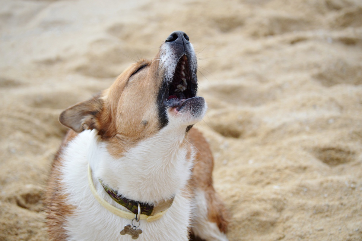 How To Control Dog Barking