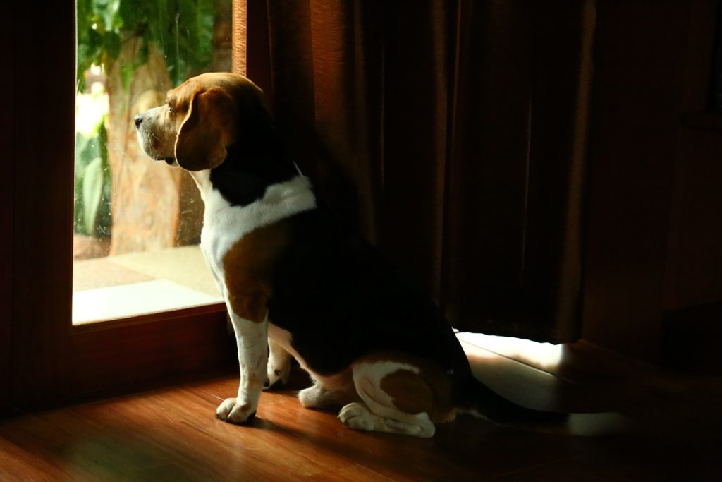 My Dog is Toilet Trained but Has Accidents When Left Alone