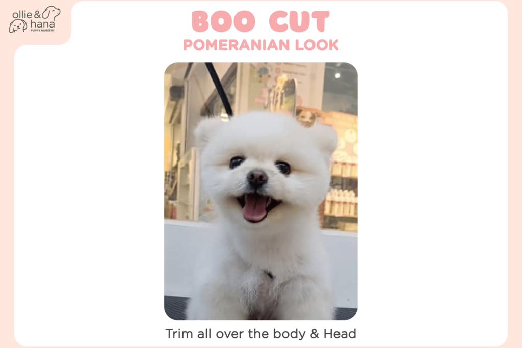 Pomeranian Boo Cut