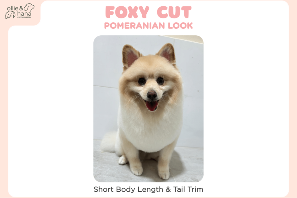 Pomeranian Fox Cut