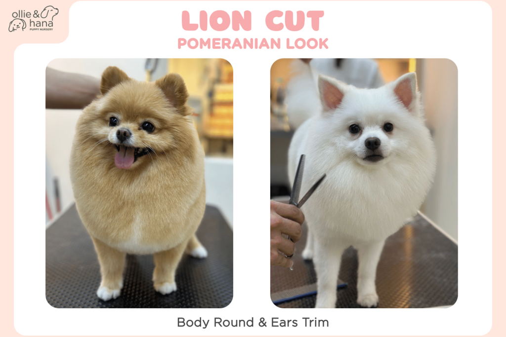 Pomeranian Lion Cut