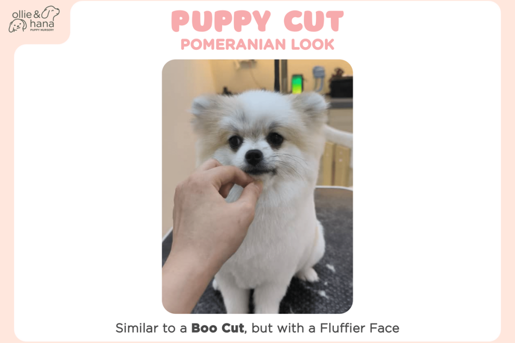 Pomeranian Puppy Cut