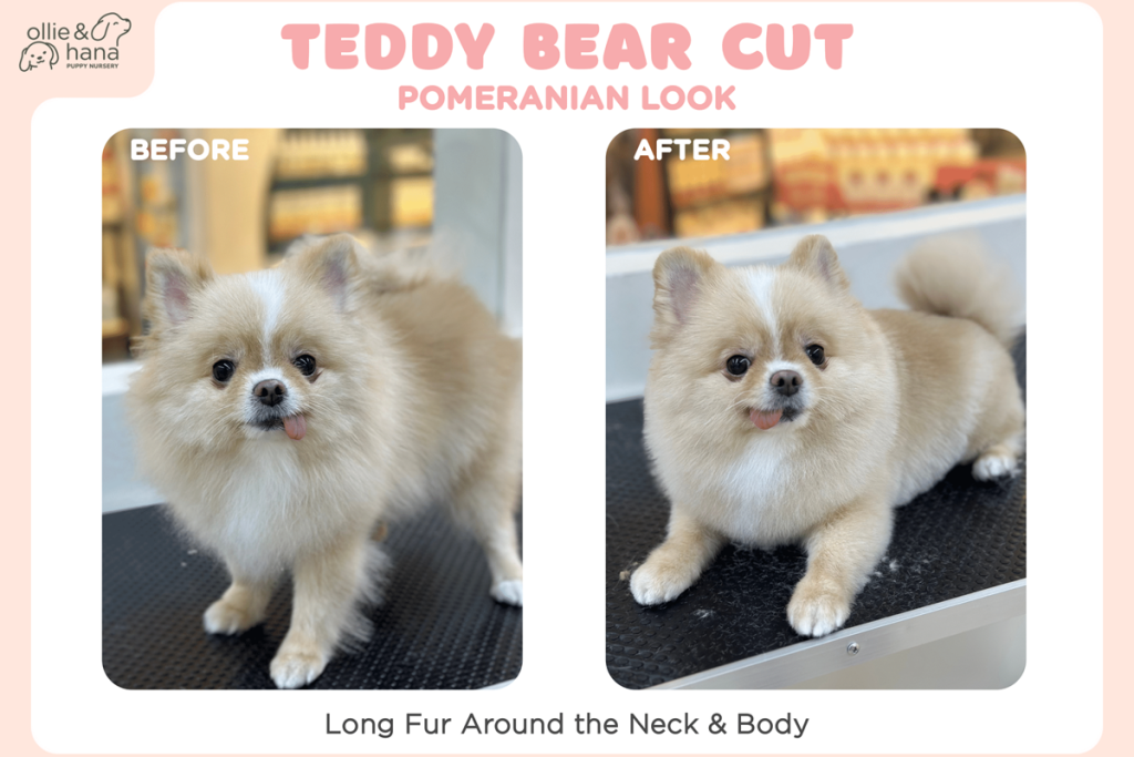 Pomeranian Teddy Bear Cut