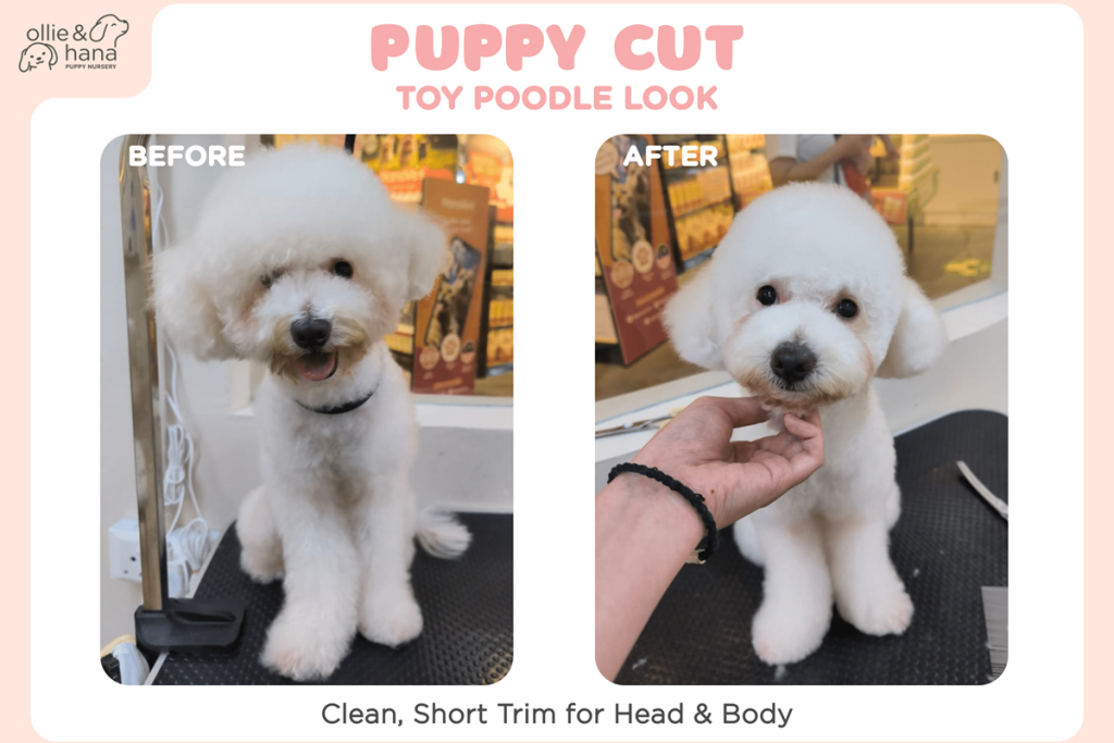 Poodle Puppy Cut