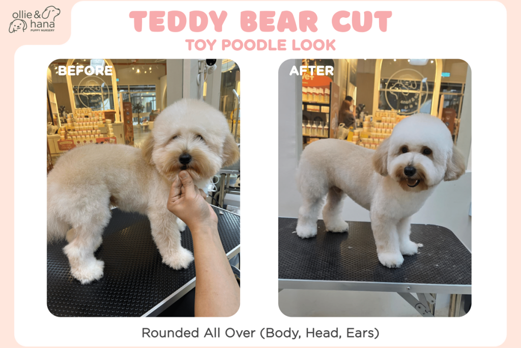 Poodle Teddy Bear Cut
