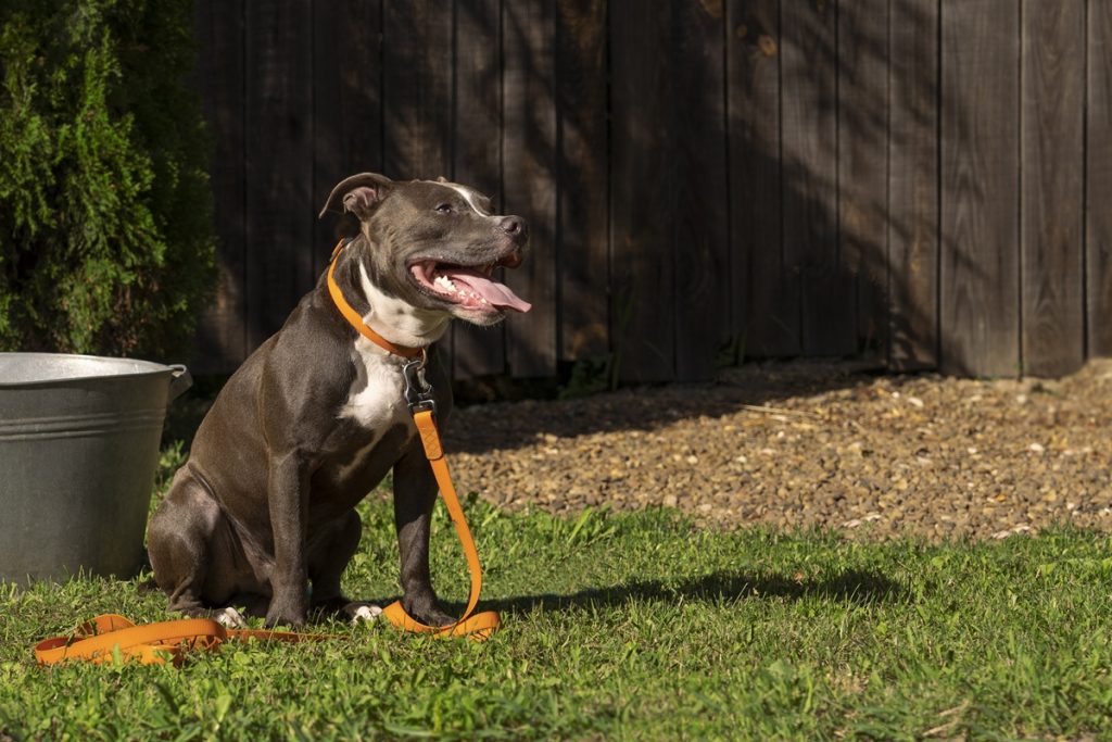 Proven Potty Training Methods for Dogs
