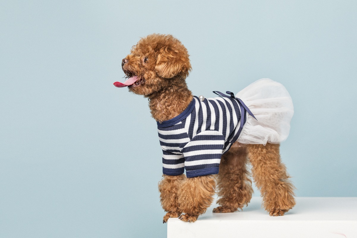 Trendy Haircut Styles for Every Poodle
