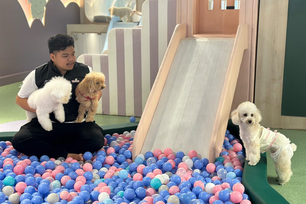 Types of Pet Boarding Options