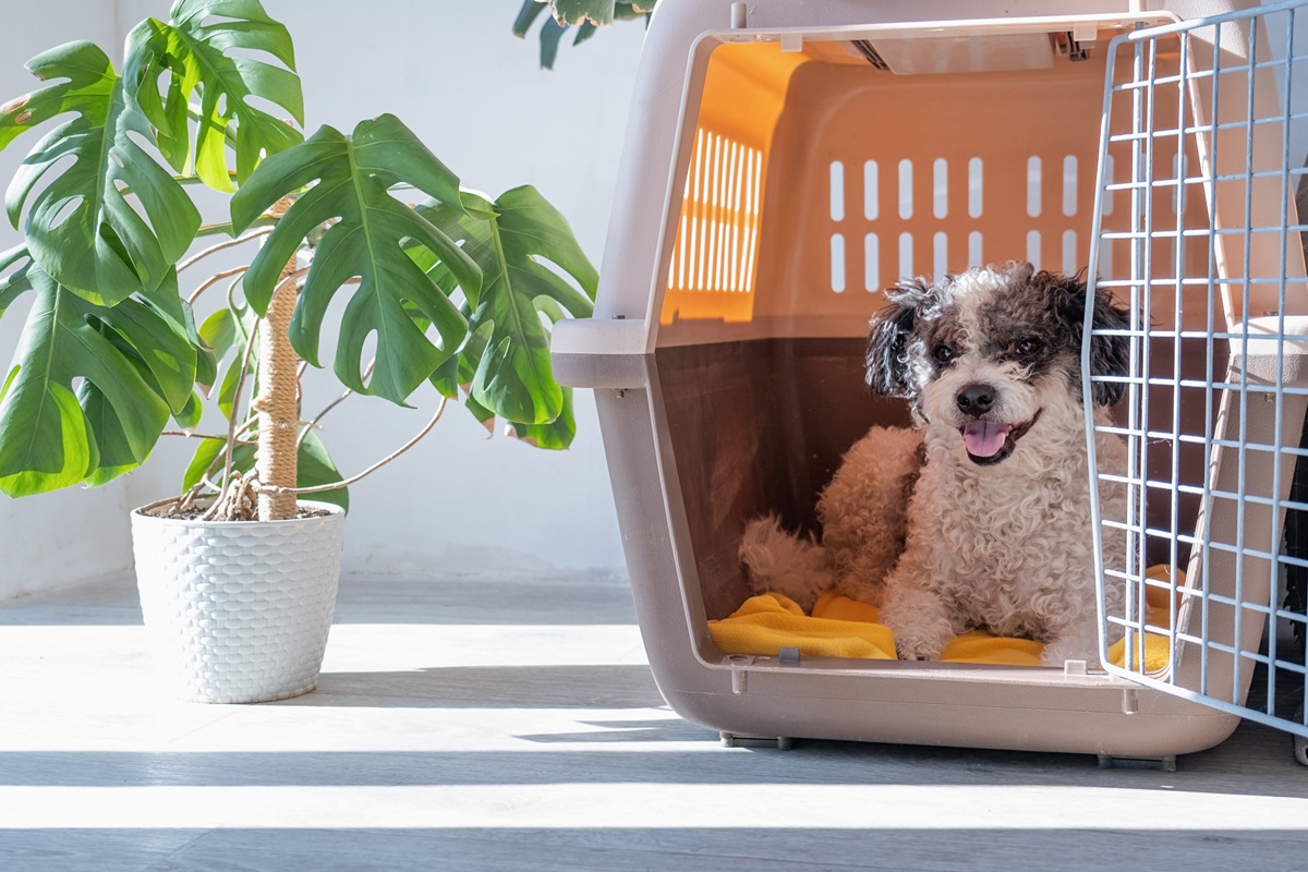 What Is A Pet Boarding Service?