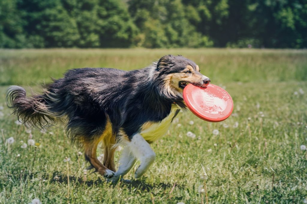 How to Choose the Right Dog Daycare