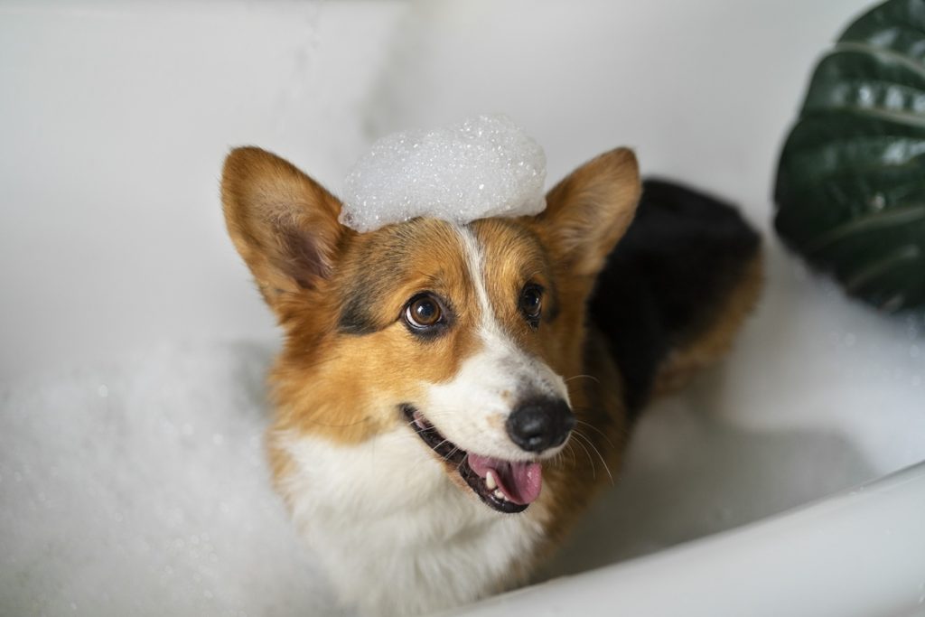 What Procedures Are Included in a Dog Spa