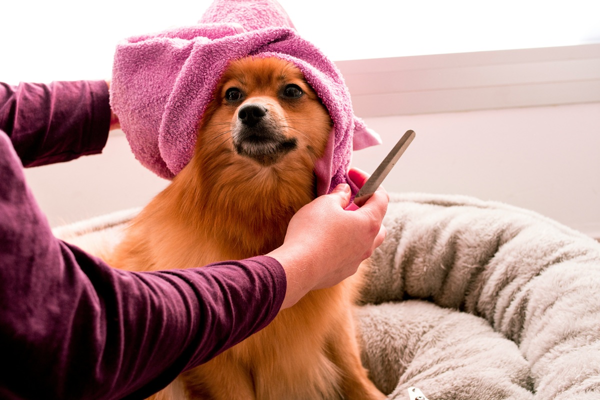 What is a Dog Spa and Why Your Dog Deserves Bath and Bliss